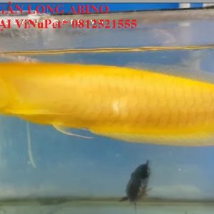 Aquariumcare_vn - 2024-08-04t095810_185