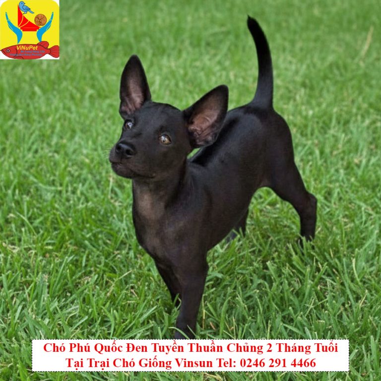 Chó Phú Quốc Đen Tuyền Thuần Chủng 2 Tháng Tuổi Tại Trại Chó Giống Vinsun
