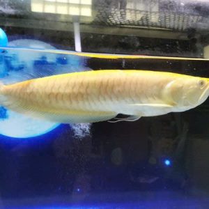 Cá Rồng Ngân Long Albino 20cm Hàm Cá Mập Nhập Khẩu Tại Vinupet