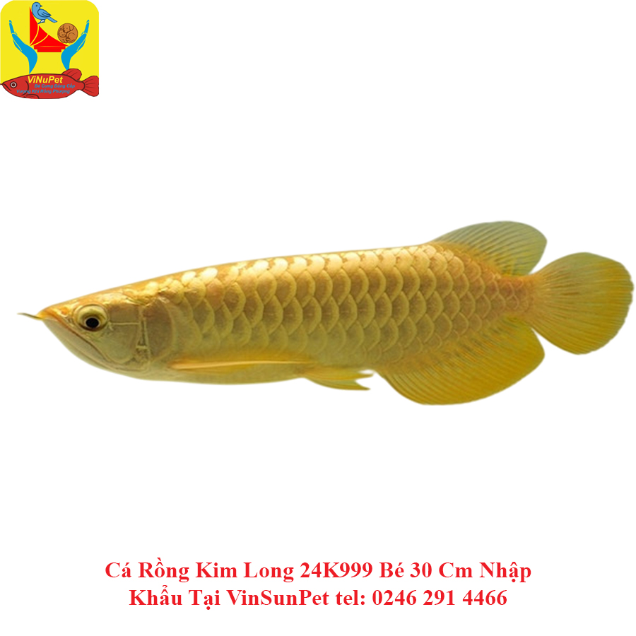 Cá Rồng Kim Long 24K999 Bé 30 Cm Nhập Khẩu Tại VinSunPet Cá Rồng Kim Long 24K999 Bé 30 Cm Nhập Khẩu Tại VinSunPet