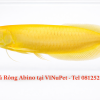 Cá Rồng Ngân Long Albino 46cm Hàm Cá Mập Tại Vinupet