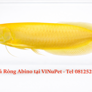 Cá Rồng Ngân Long Albino 46cm Hàm Cá Mập Tại Vinupet Cá Rồng Ngân Long Albino 46cm Hàm Cá Mập Tại Vinupet