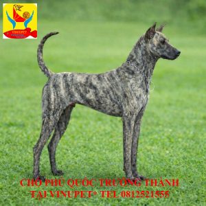 Chó Phú Quốc Trưởng Thành Vện Kem Phối Thủ Tiềm Năng Trại VinNuPet Chó Phú Quốc Trưởng Thành Vện Kem Phối Thủ Tiềm Năng Trại VinNuPet