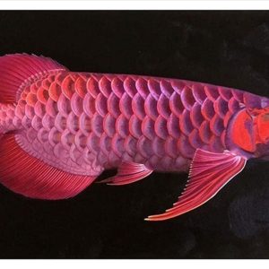 Ca-rong-1_ecfaf14cc25a4273ac200f27f5169503