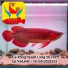 Cá Rồng Huyết Long 36 Cm Nhập Khẩu Tại ViNuPet