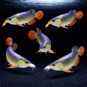 641c2f50-0515-45ff-b6b8-45e3be551382