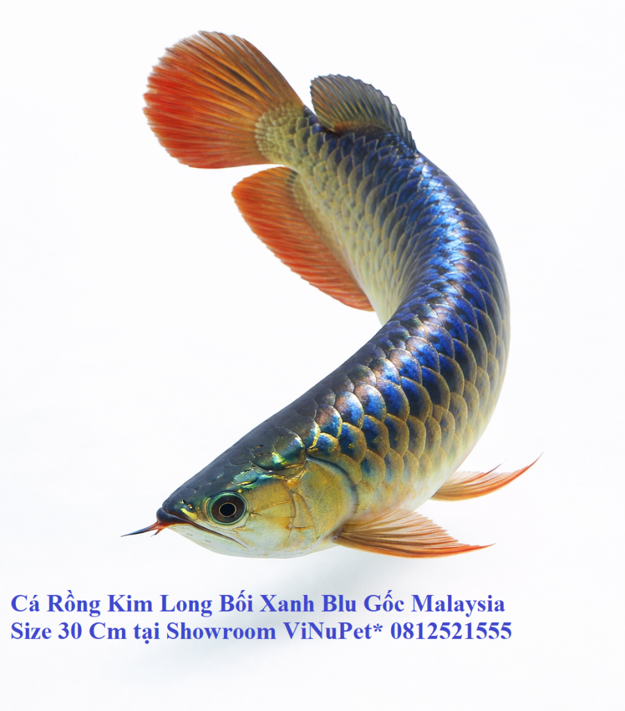 Chi tiết lưng cá- Cá Rồng Kim Long Bối Xanh Blu Gốc Malaysia Size 30 CmShowroom ViNuPet