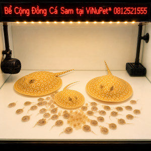 4e5c712b-72ed-40c2-8360-d3baeac10f14- Sam-abino Sinh San