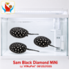 Cá Sam Black Diamond MiNi Đẹp Khỏe Rẻ Tại ViNuPet