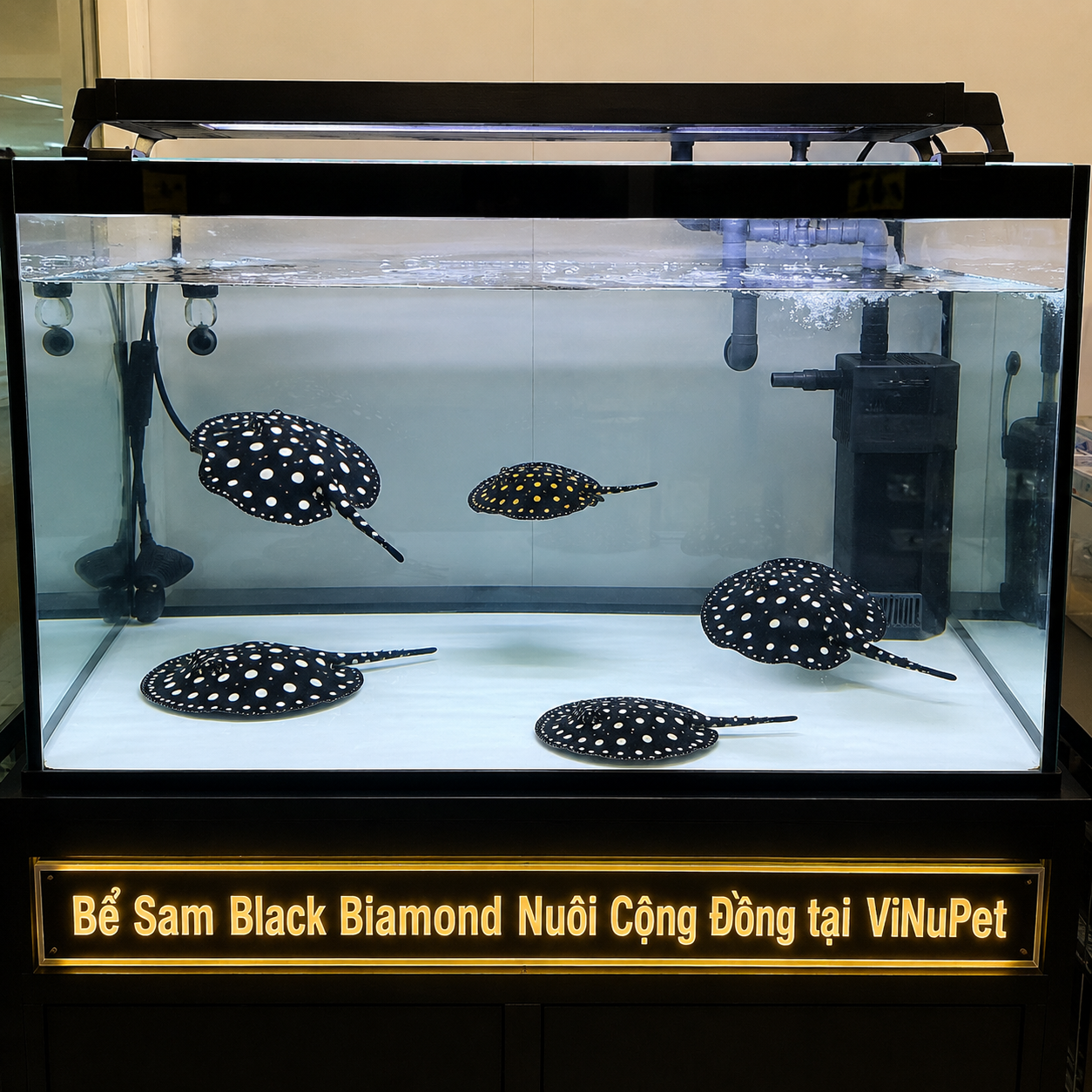 Cá Sam Black Diamond MiNi Đẹp Khỏe Rẻ Tại ViNuPet Cá Sam Black Diamond MiNi Đẹp Khỏe Rẻ Tại ViNuPet