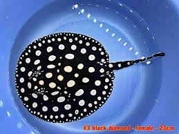Cá Sam Black Diamond MiNi Đẹp Khỏe Rẻ Tại ViNuPet Cá Sam Black Diamond MiNi Đẹp Khỏe Rẻ Tại ViNuPet